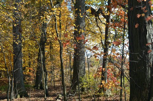 Property photo 35 - 75.3 Acres Offered in 2 Tracts